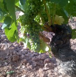 La viticulture