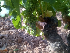 Viticulture - Garnacha