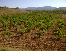 D.O. Calatayud, Aragón