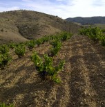 Le vignoble