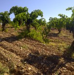 Llano quemado