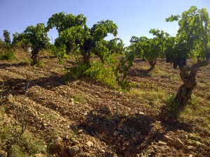 Llano quemado